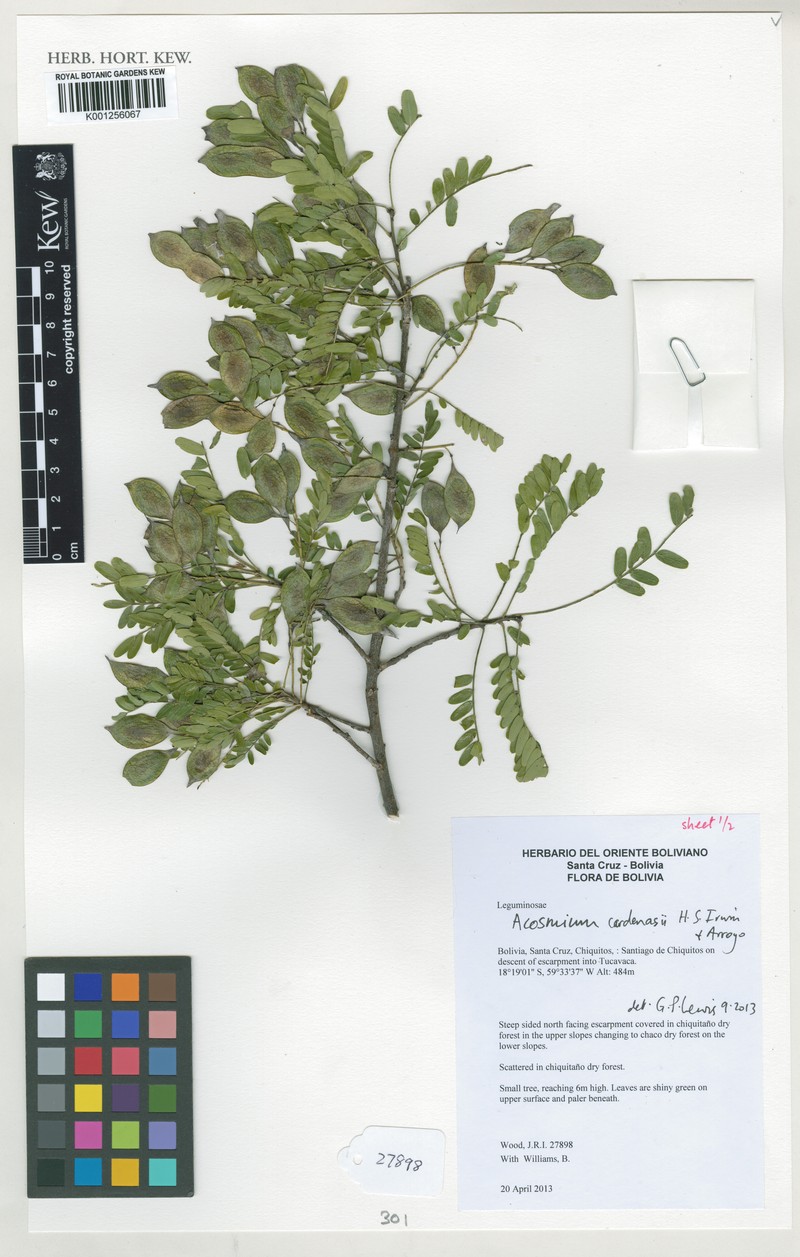 Acosmium cardenasii photo 4