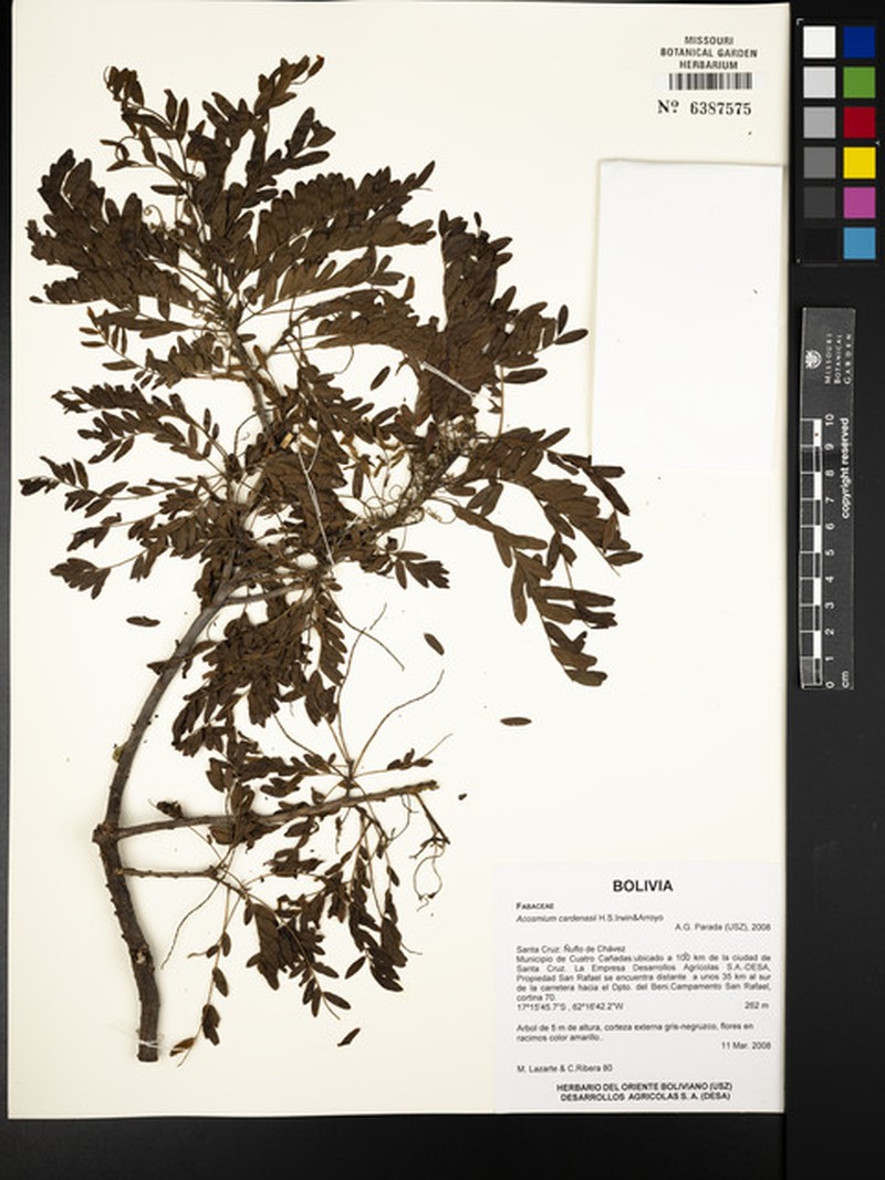 Acosmium cardenasii photo 5