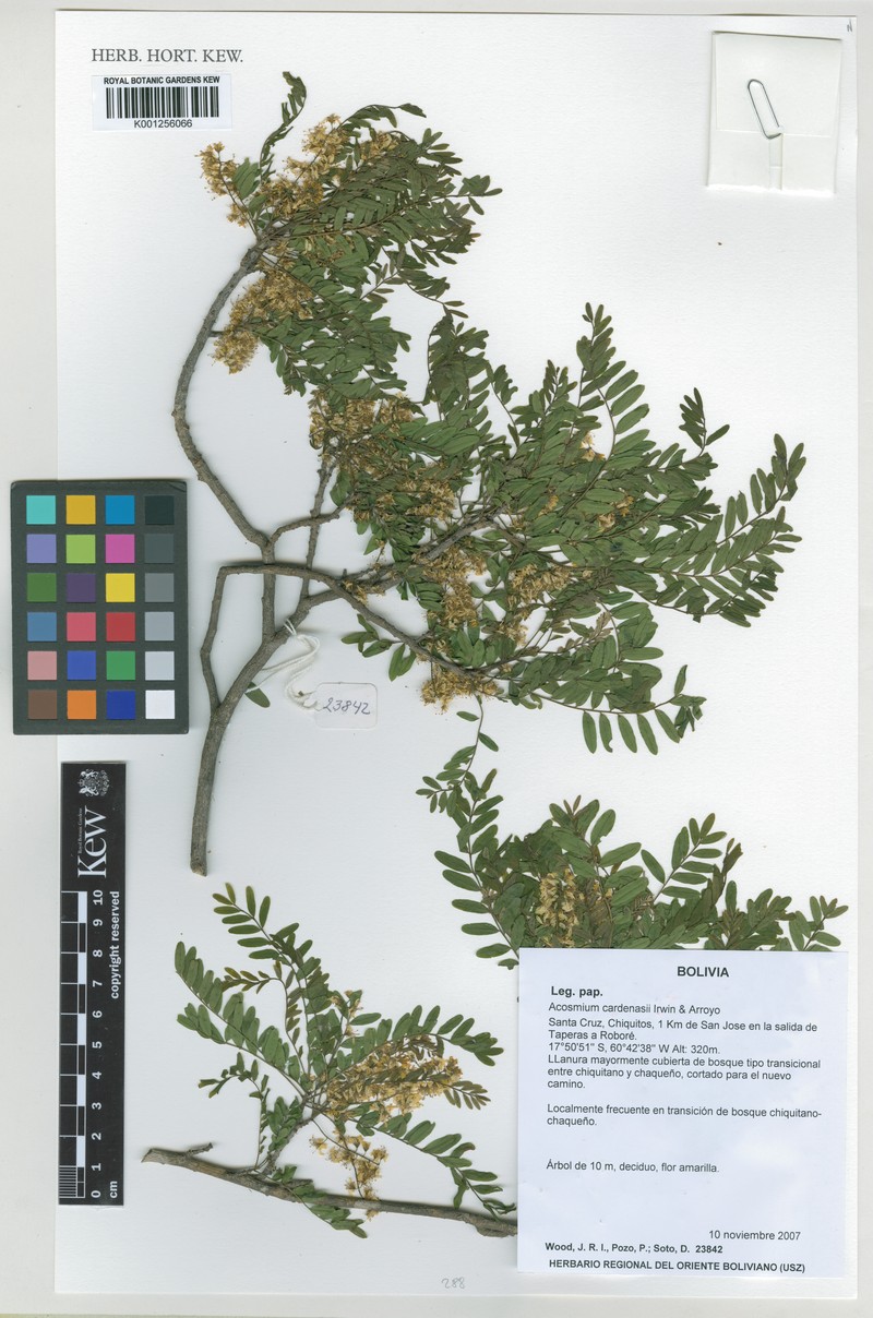 Acosmium cardenasii photo 6