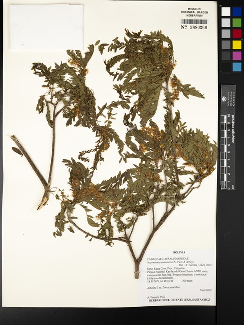 Acosmium cardenasii photo 7