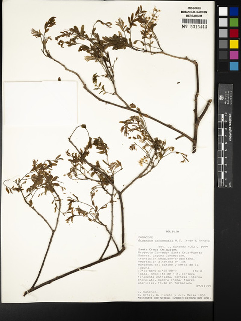 Acosmium cardenasii photo 8