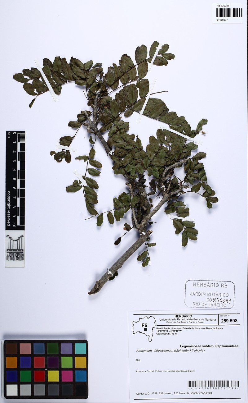 Acosmium diffusissimum photo 3