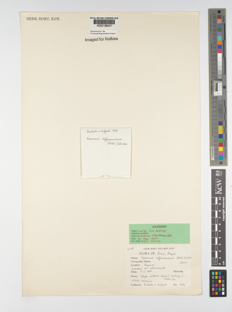 Acosmium diffusissimum photo 7