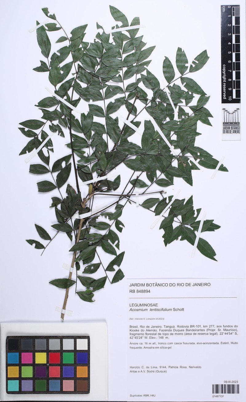 Acosmium lentiscifolium photo 2