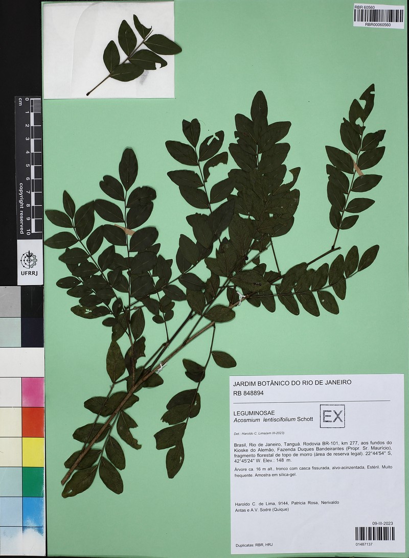 Acosmium lentiscifolium photo 3