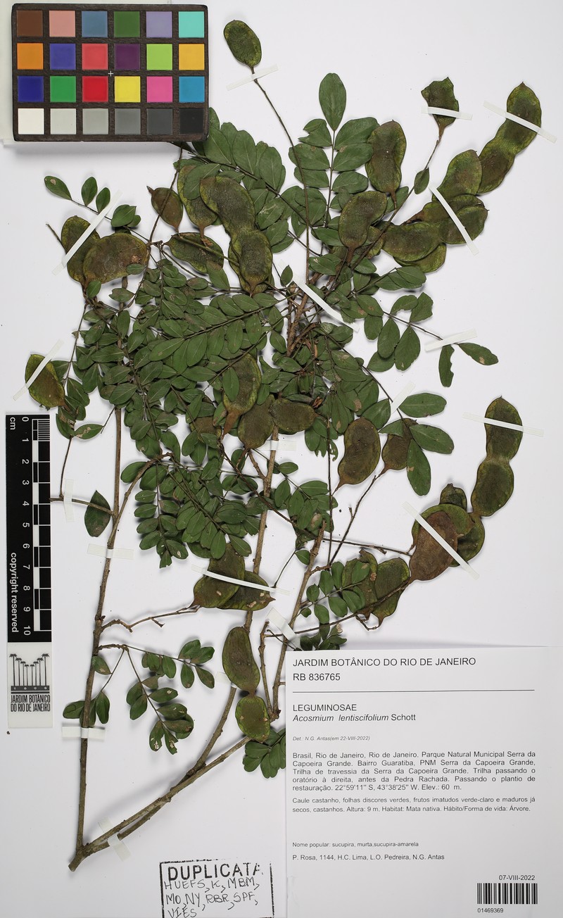 Acosmium lentiscifolium photo 4