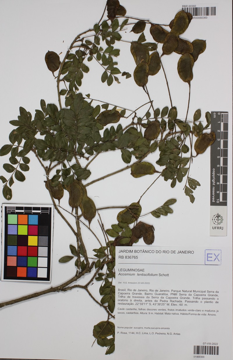 Acosmium lentiscifolium photo 5