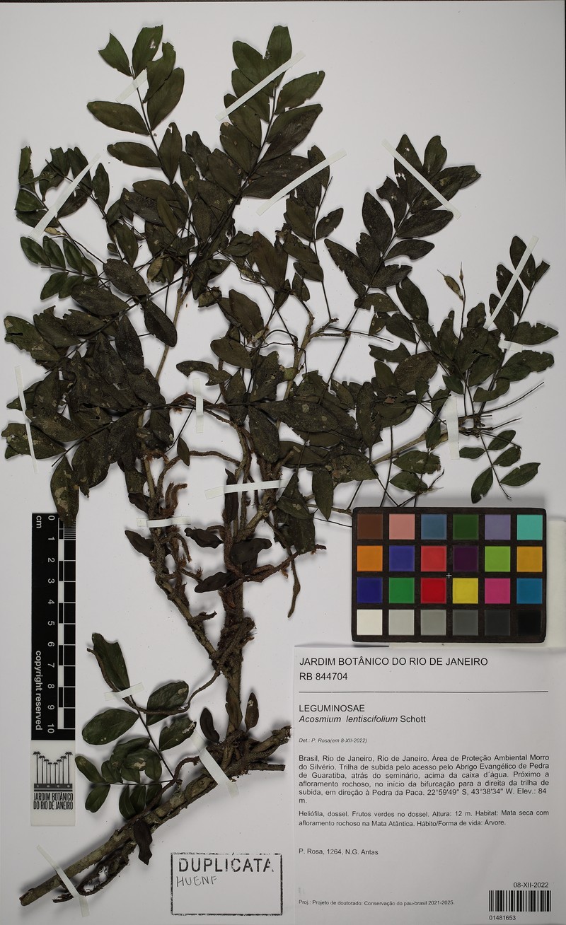 Acosmium lentiscifolium photo 6