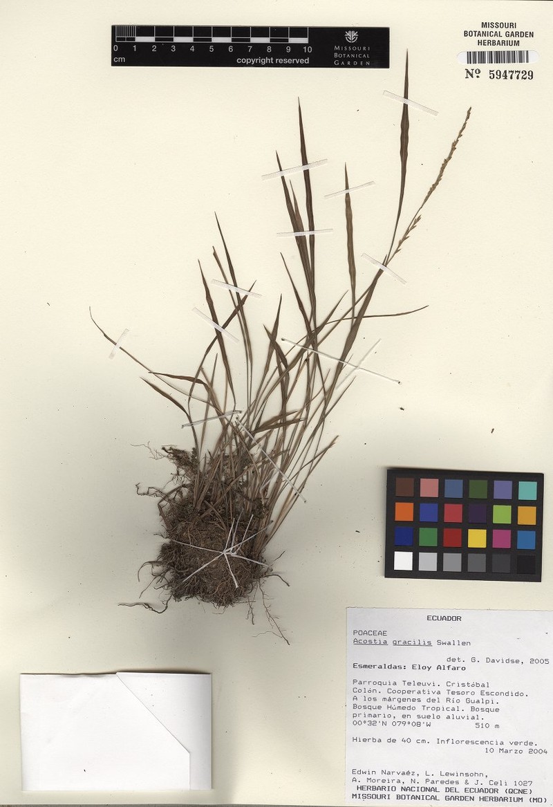Acostia gracilis