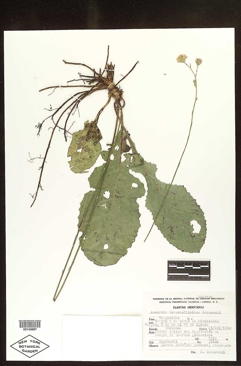 Acourtia bravohollisiana
