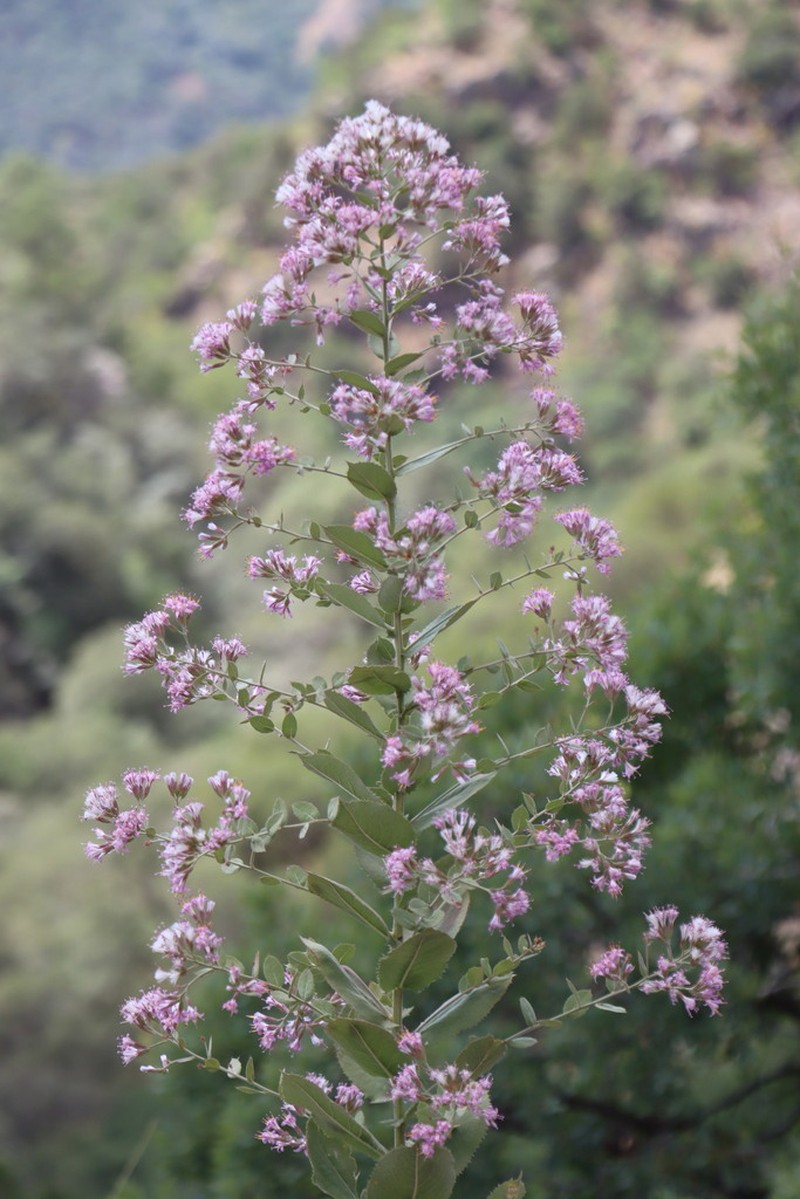 Acourtia butandae