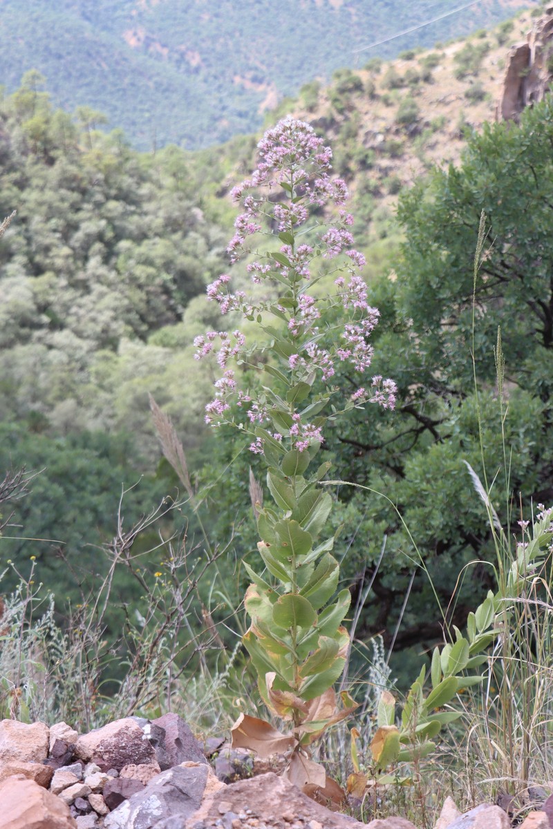 Acourtia butandae photo 2