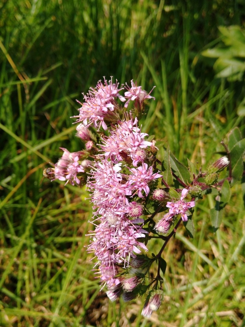 Acourtia cordata