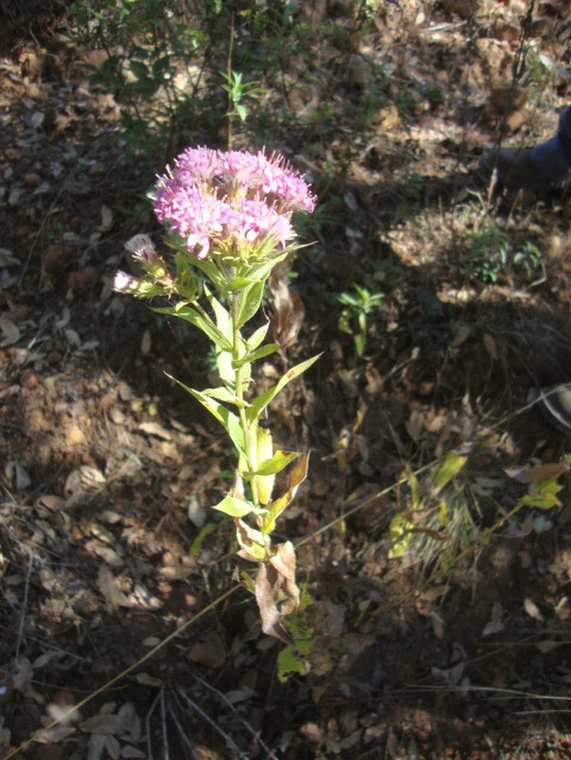Acourtia cordata photo 2