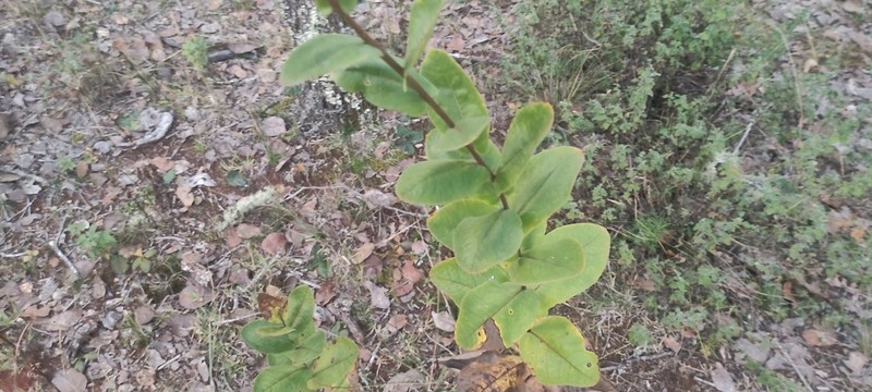 Acourtia cordata photo 3