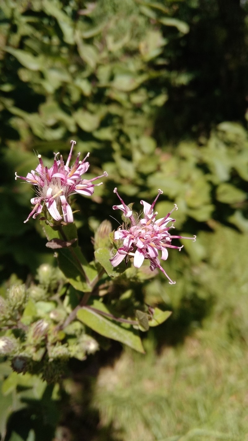 Acourtia cordata photo 4
