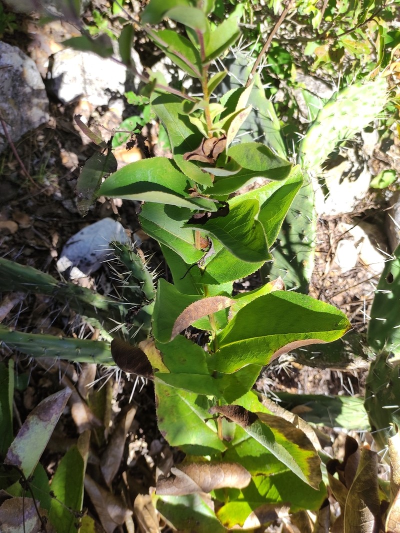 Acourtia cordata photo 5
