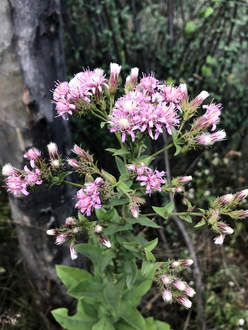 Acourtia cordata photo 6