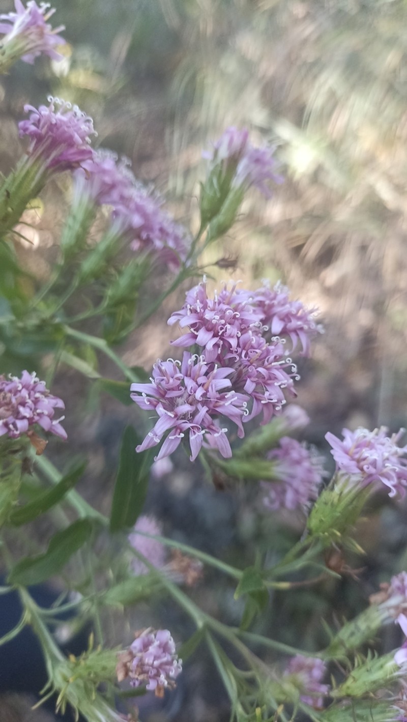 Acourtia cordata photo 7