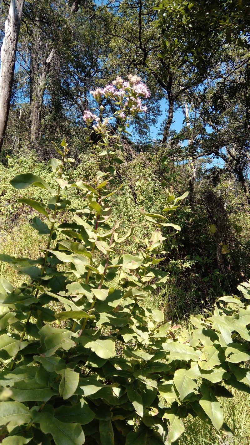 Acourtia cordata photo 8