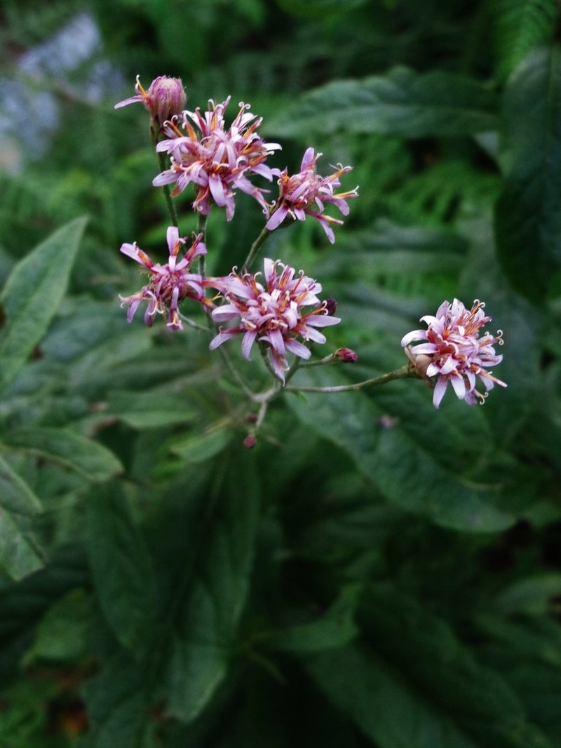 Acourtia coulteri