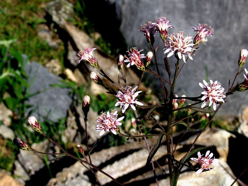 Acourtia coulteri photo 2