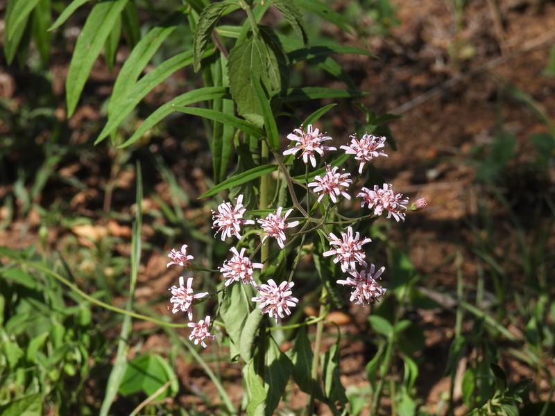Acourtia coulteri photo 3