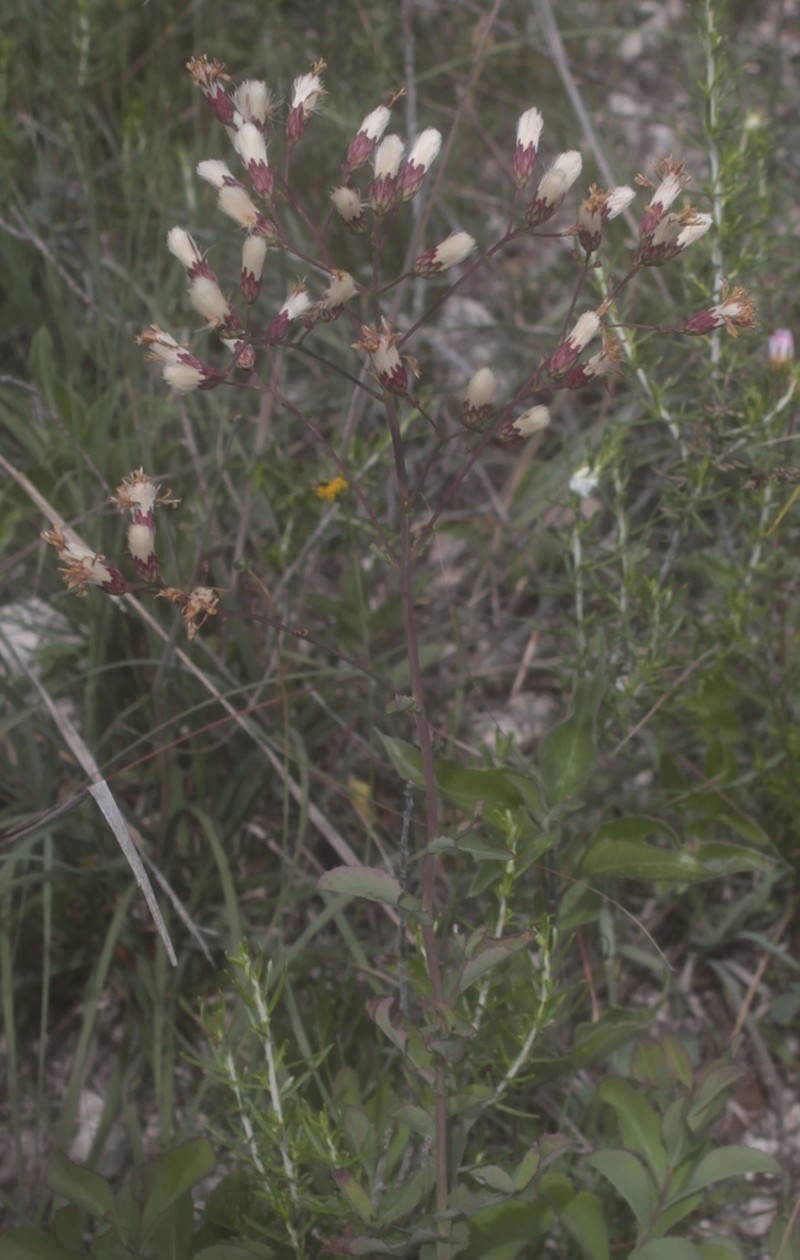 Acourtia coulteri photo 4