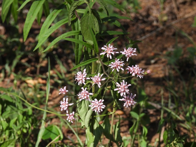 Acourtia coulteri photo 5