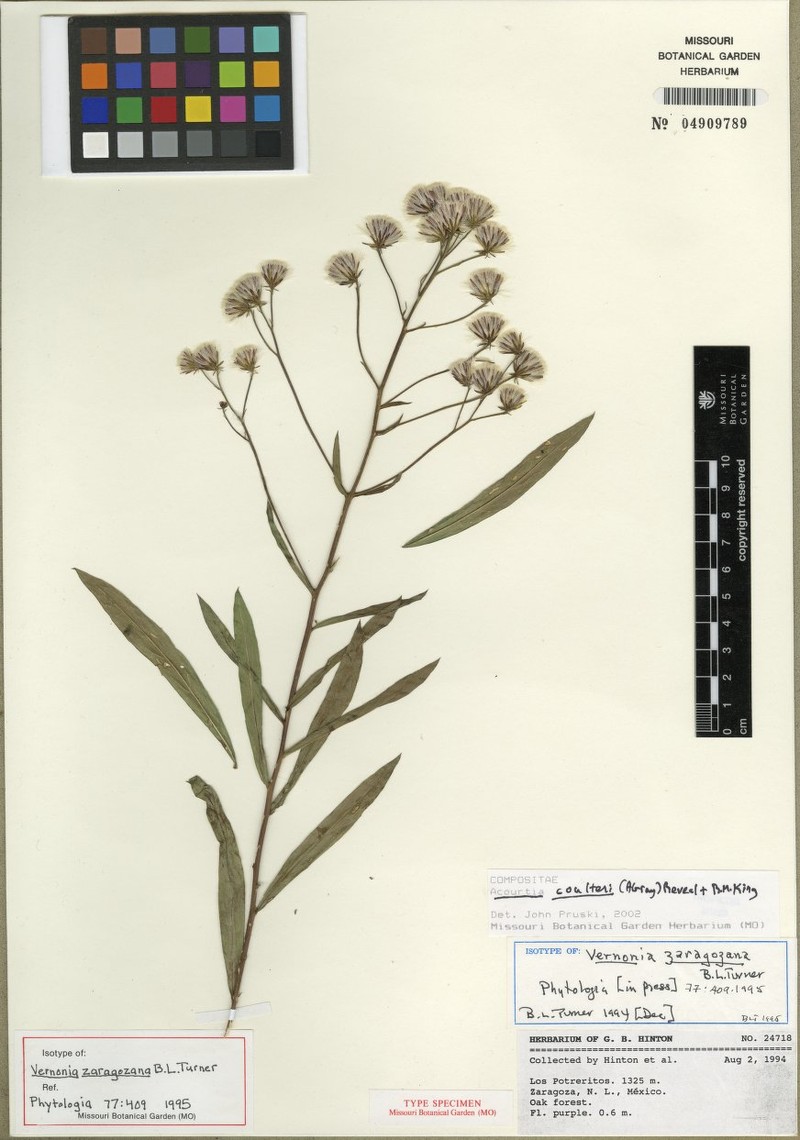 Acourtia coulteri photo 7