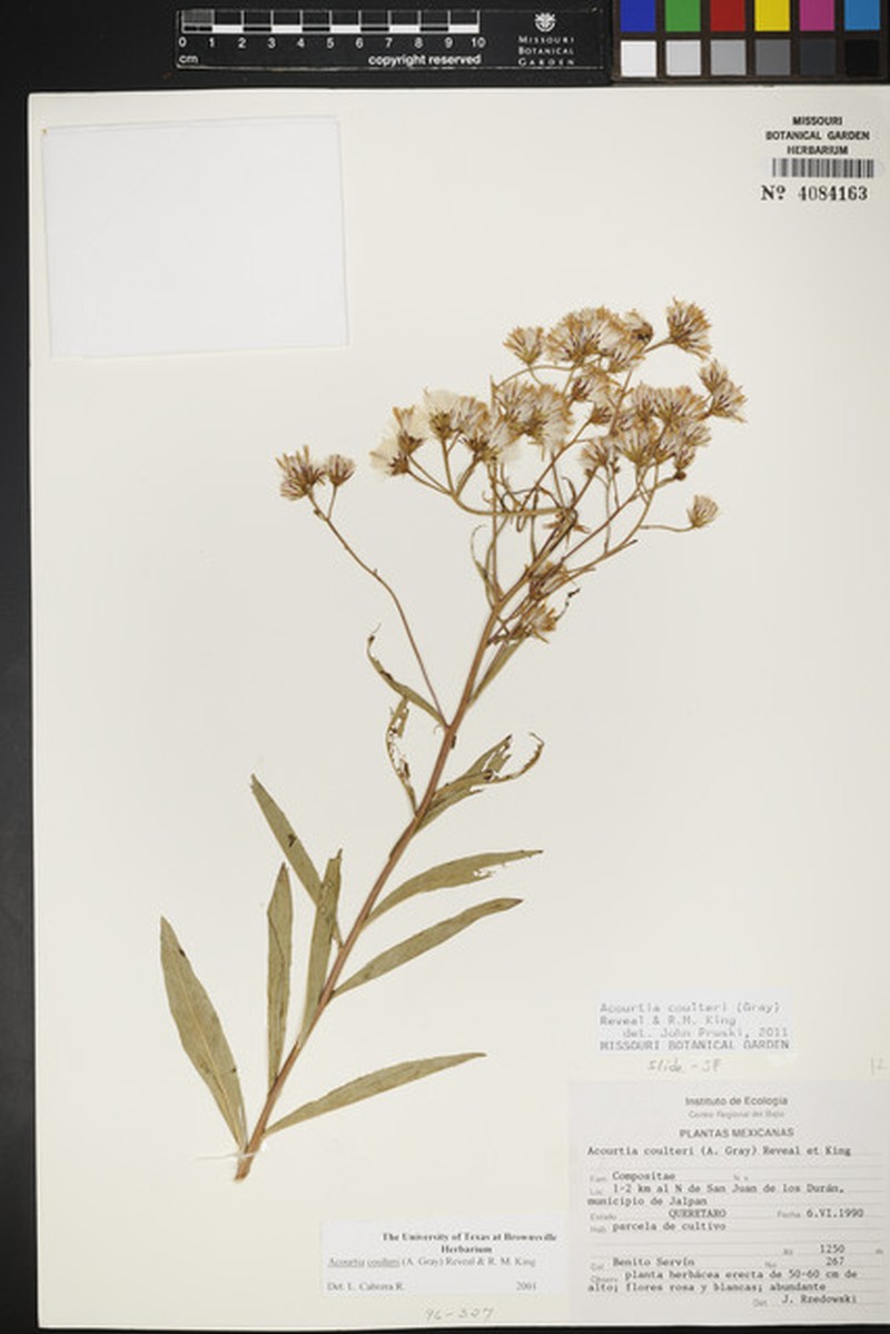 Acourtia coulteri photo 8