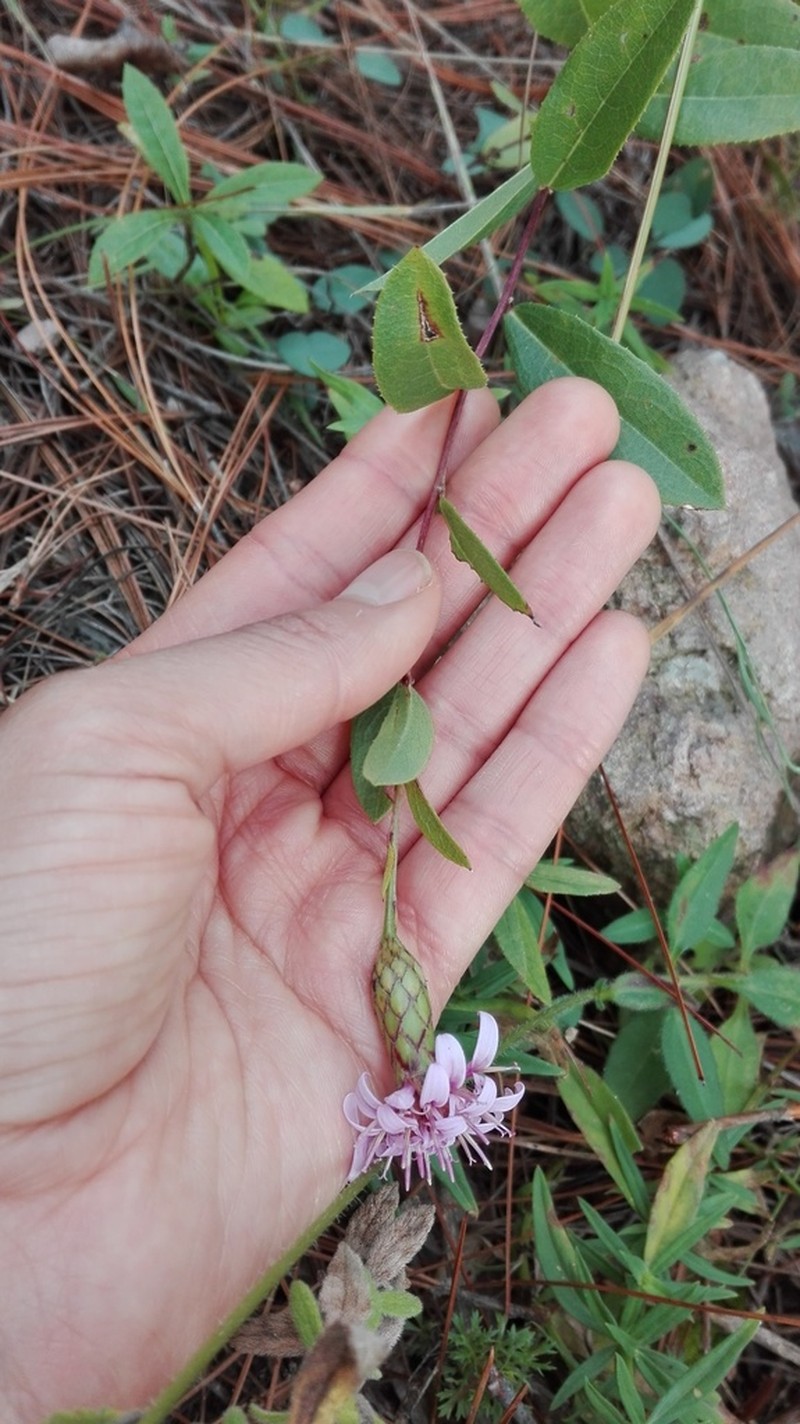 Acourtia cuernavacana