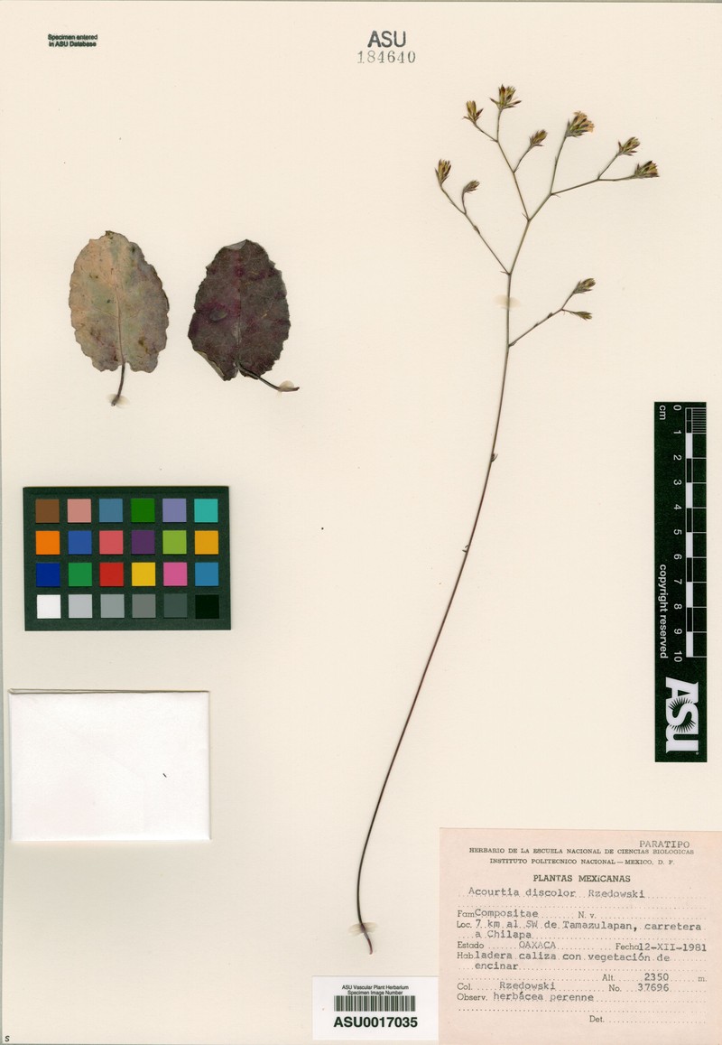 Acourtia discolor