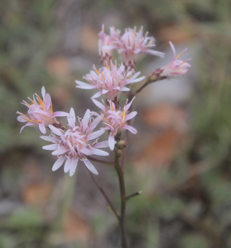 Acourtia dissiticeps photo 3