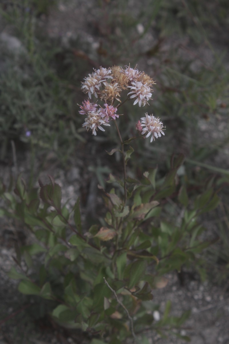 Acourtia dissiticeps photo 4