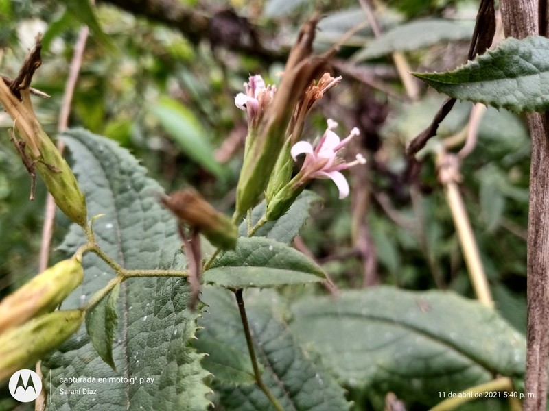 Acourtia dugesii