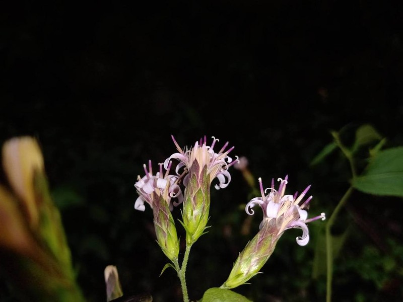Acourtia dugesii photo 2