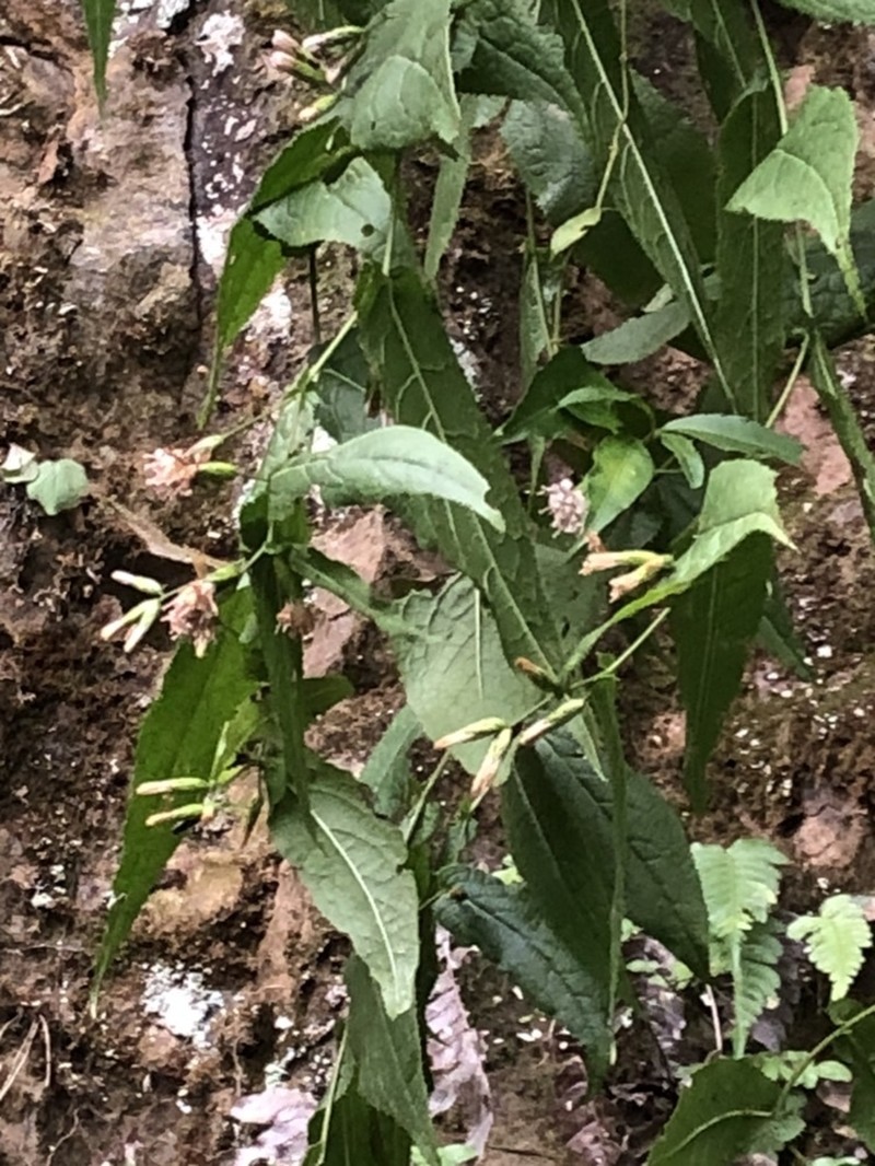 Acourtia dugesii photo 4