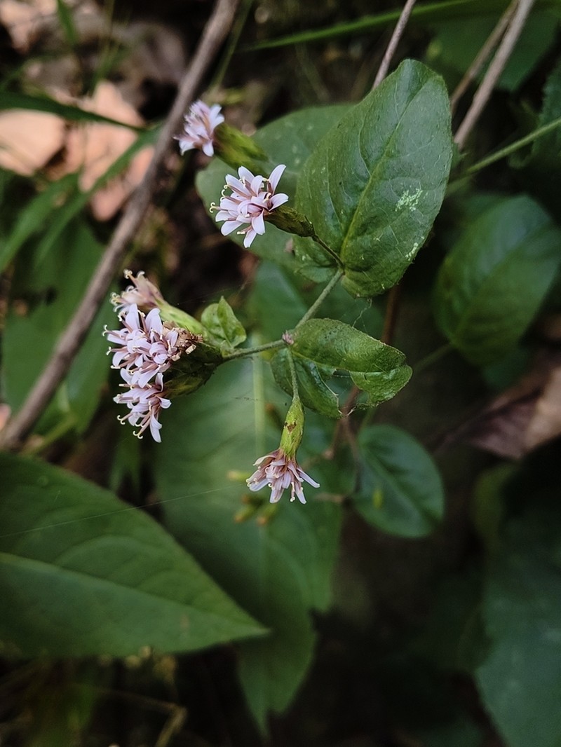 Acourtia dugesii photo 5