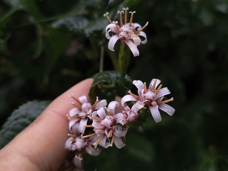 Acourtia dugesii photo 6