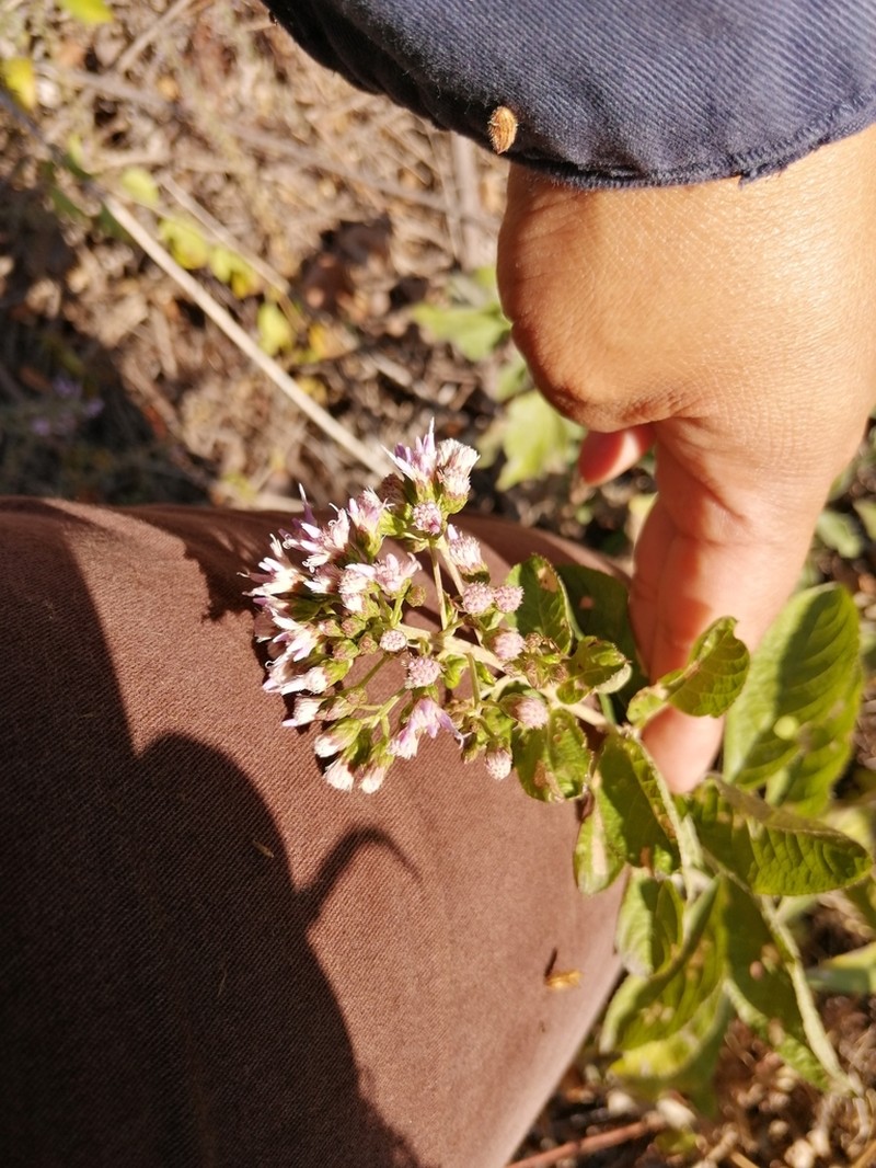 Acourtia dugesii photo 7