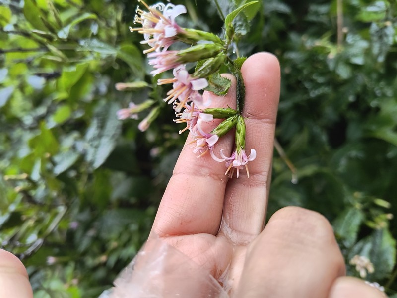 Acourtia dugesii photo 8