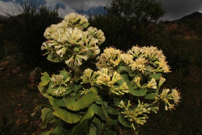 Acourtia durangensis