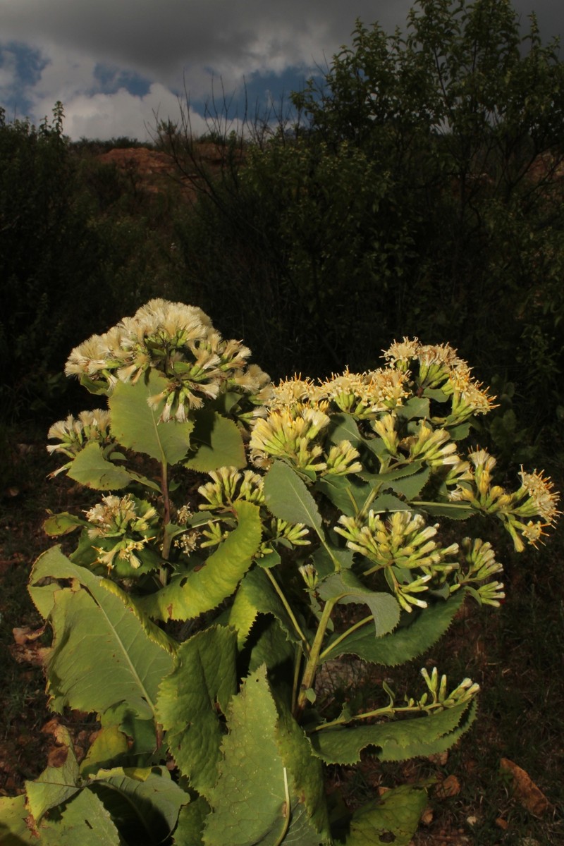 Acourtia durangensis photo 2