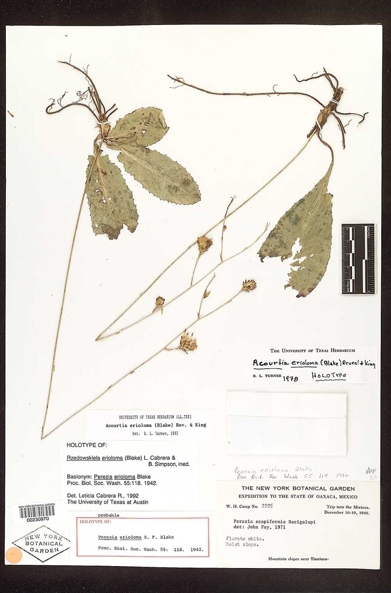 Acourtia erioloma