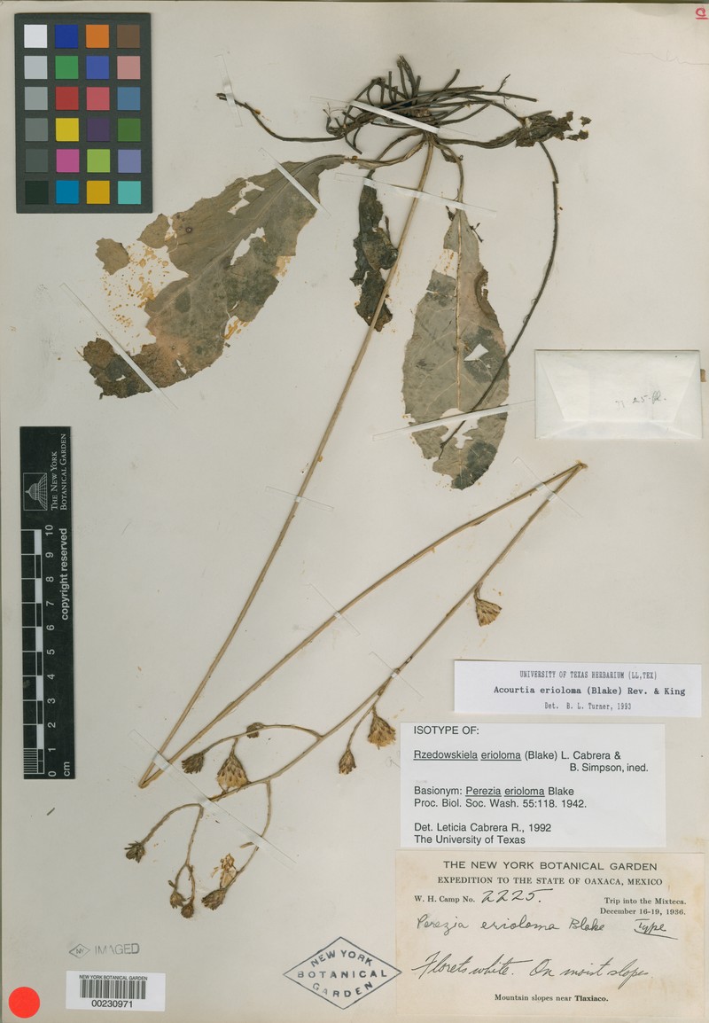 Acourtia erioloma photo 2