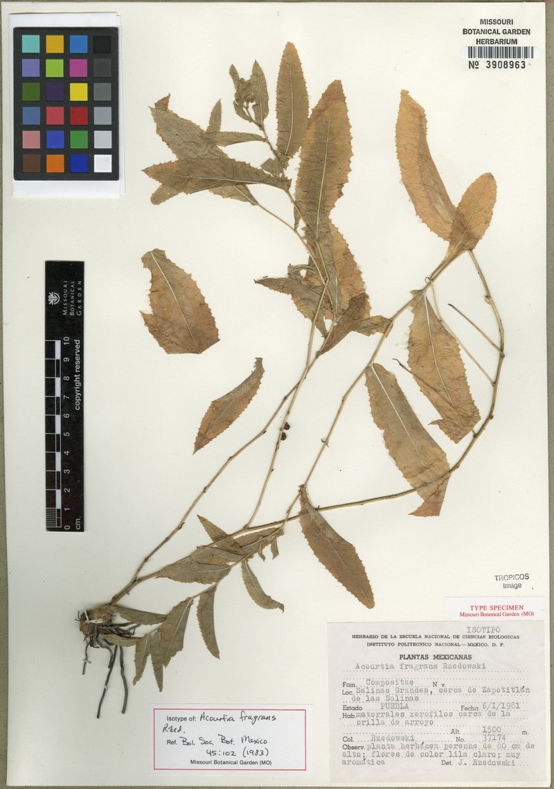 Acourtia fragrans