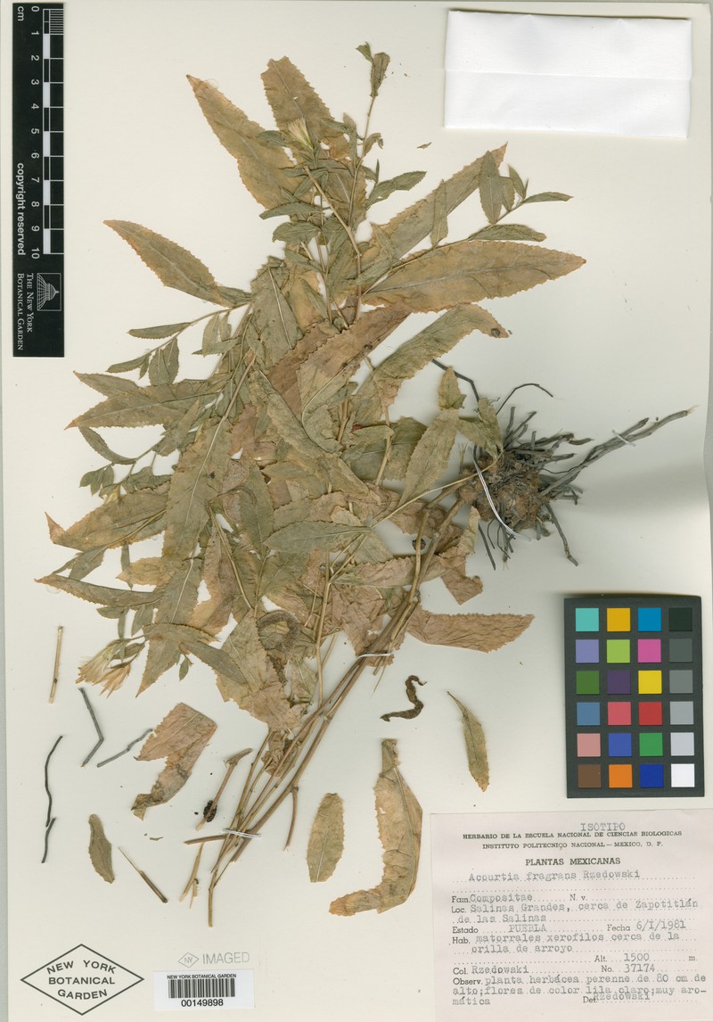 Acourtia fragrans photo 2