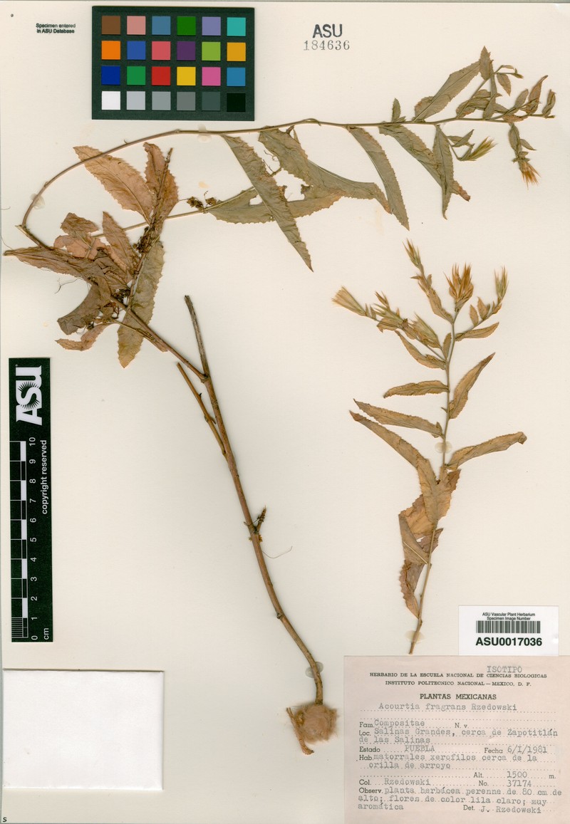 Acourtia fragrans photo 3