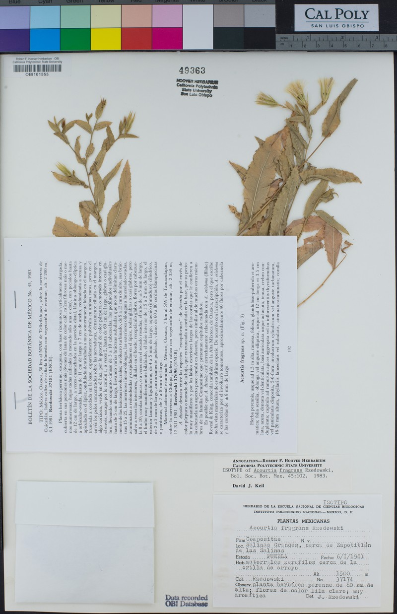 Acourtia fragrans photo 4